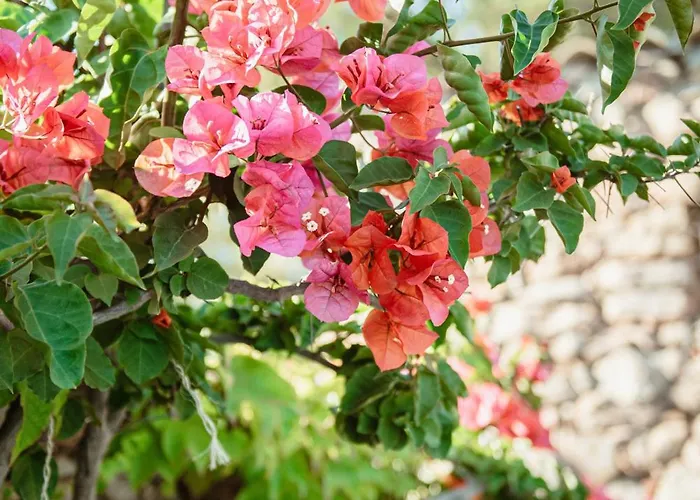 Ranch Campo Palombaggia 乡村民宿 *